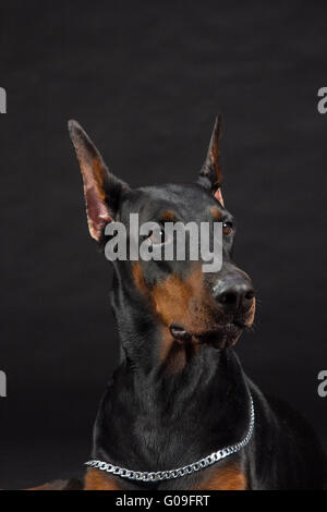 Dobermann ritratto sul nero. Studio shot del cane femmina. Foto Stock