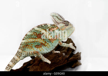 Una velata camaleonte sta fissando la telecamera (Chamaeleo calyptratus) Foto Stock