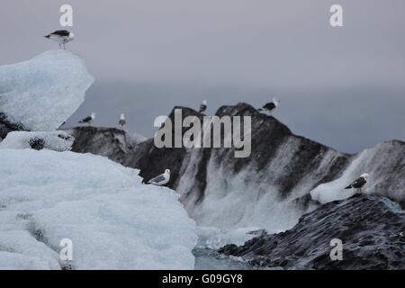 Gabbiani con gli iceberg , Jokullsarlon, Islanda Foto Stock