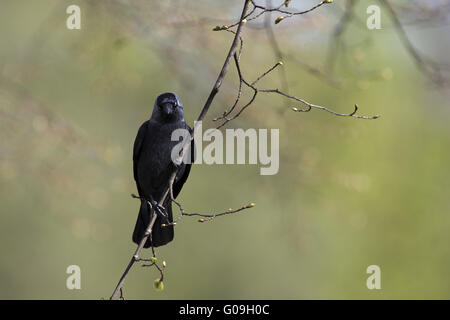 La cornacchia eurasiatica Foto Stock