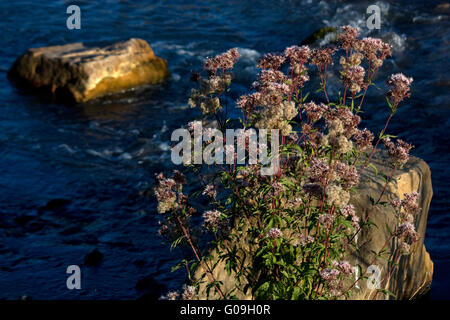 L'acqua da giardino Reden, Schiffweiler, Germania Foto Stock