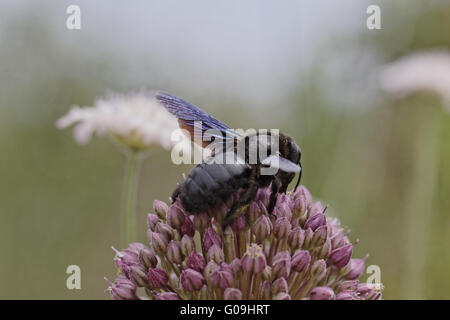Xylocopa violacea, Viola Carpenter Bee, Indiana Foto Stock