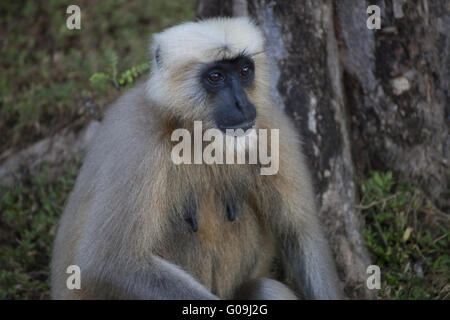 Grigio, langurs Hanuman langurs, India del Nord Foto Stock