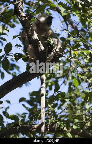 Grigio, langurs Hanuman langurs, India del Nord Foto Stock