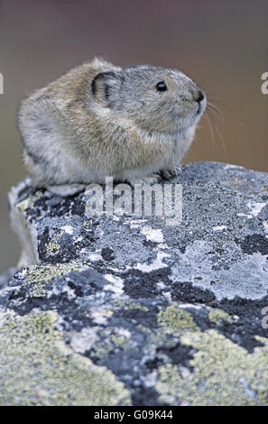 Acciuffato Pika seduto su una roccia Foto Stock
