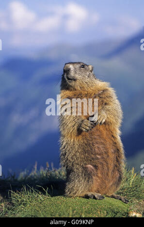 La marmotta alpina osservando alert l'ambiente Foto Stock