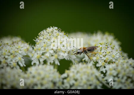 Inizio Mining Bee (Andrena haemorrhoa) raccogliendo il polline su Yarrow millefiori 3 Foto Stock