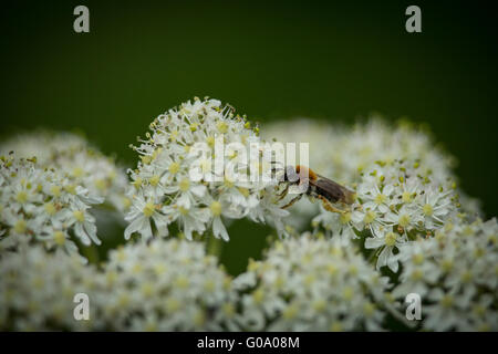 Inizio Mining Bee (Andrena haemorrhoa) raccogliendo il polline su Yarrow millefiori 2 Foto Stock