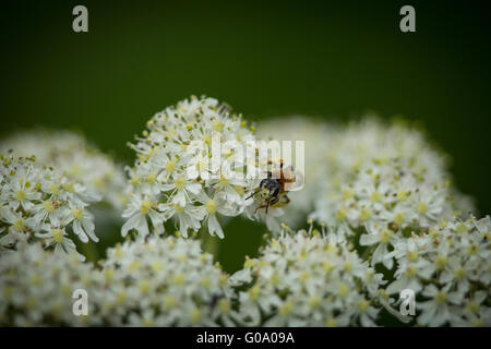 Inizio Mining Bee (Andrena haemorrhoa) raccogliendo il polline su Yarrow millefiori 4 Foto Stock