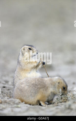 Nero-tailed cane della prateria foraggio Foto Stock