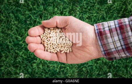 L'agricoltore che detiene i semi in sua mano con erba verde sullo sfondo Foto Stock