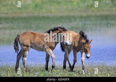 Exmoor Pony puledri a suonare in un lago nelle dune Foto Stock