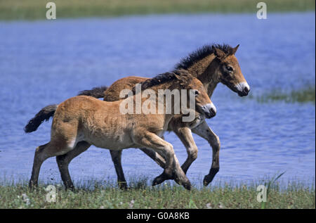 Exmoor Pony puledri a suonare in un lago nelle dune Foto Stock