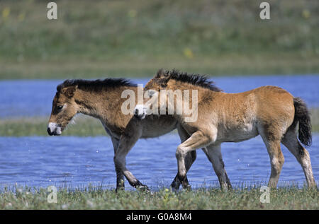 Exmoor Pony puledri a suonare in un lago nelle dune Foto Stock