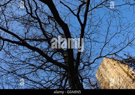 Sotto il vecchio albero Castello Windeck Bühl Germania Foto Stock