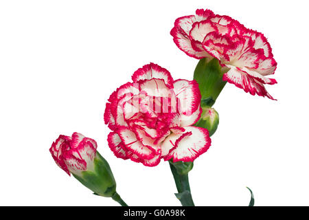 Fiori di garofano su uno sfondo bianco. Foto Stock