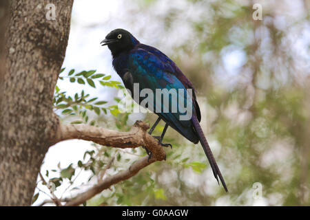 Un grande blu-eared starling in Baringo del lago parco nazionale del Kenya Foto Stock