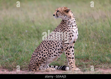 Un ghepardo avente riposo a masai Mara National Park in Kenya Foto Stock