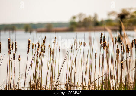 Il lago di natura mattamuskeet alberi e lants in primavera Foto Stock