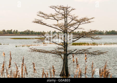 Il lago di natura mattamuskeet alberi e lants in primavera Foto Stock