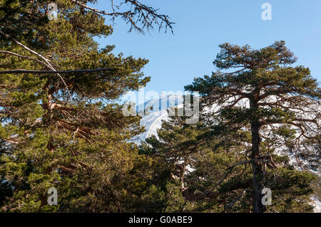Viste di Navacerrada Ski Resort da dietro la foresta. Foto scattata a Navacerrada Mountain Pass, Madrid, Spagna, Gennaio 2015 Foto Stock