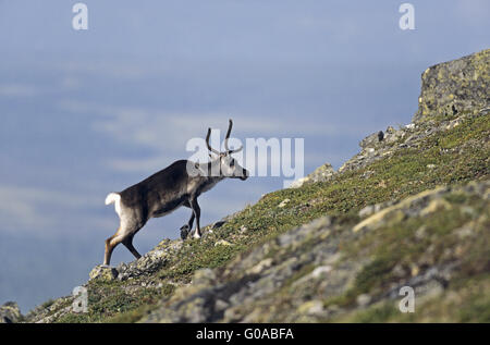 La renna femmina con coperta in velluto corna Foto Stock