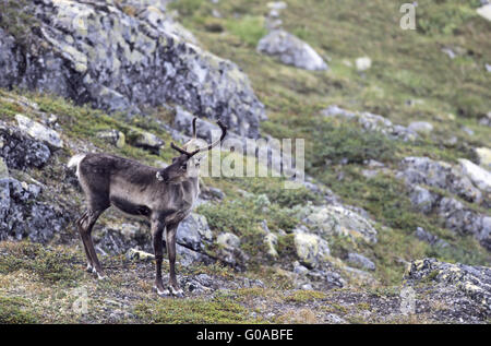 La renna femmina con coperta in velluto corna Foto Stock