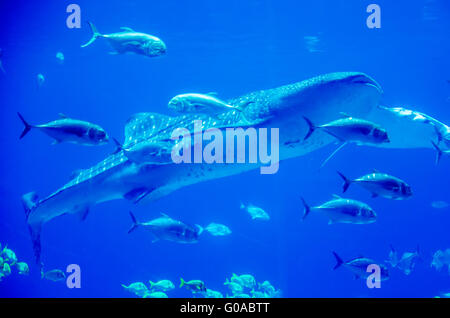 Gli squali balena nuotare in acquario con persone osservando Foto Stock