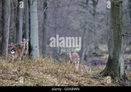 Cervi Sika cerve e cerbiatti in una foresta di faggio Foto Stock