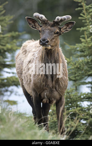 Bull Elk con velluto di corna coperte in primavera Foto Stock