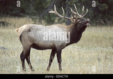 Bull Elk profumazione nel solco - (American Elk) Foto Stock