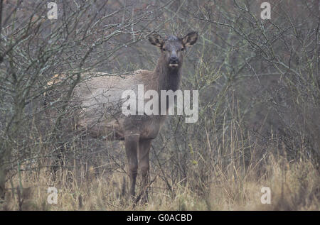 Elk vitello guardando verso il fotografo Foto Stock