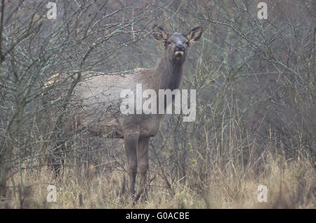 Elk vitello guardando verso il fotografo Foto Stock