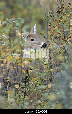 White-Tailed Deer doe in piedi in un boschetto di ontani Foto Stock