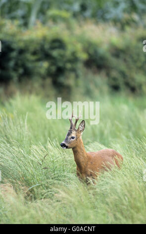 Il Roe Deer buck in piedi in alta vegetazione Foto Stock