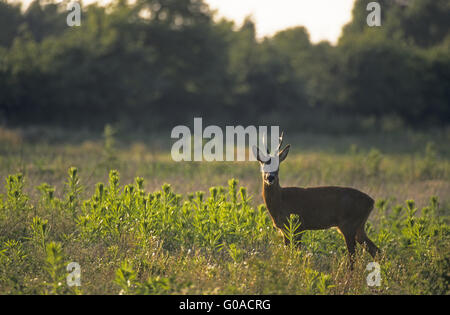 Il Roe Deer buck in carreggiata - (Western Caprioli) Foto Stock