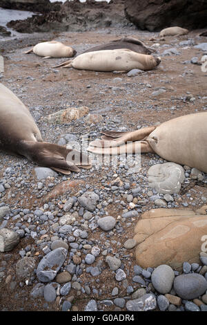 Femmina elefante settentrionale guarnizioni (Mirounga angustirostris) recante sul litorale della spiaggia rocciosa. In California, Stati Uniti d'America. Foto Stock