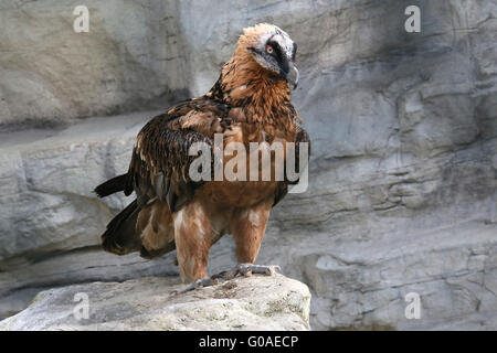 Avvoltoio barbuto Foto Stock