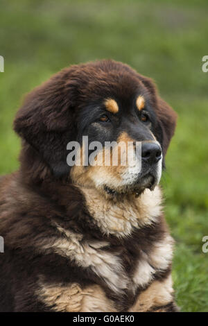 Mastino tibetano Foto Stock