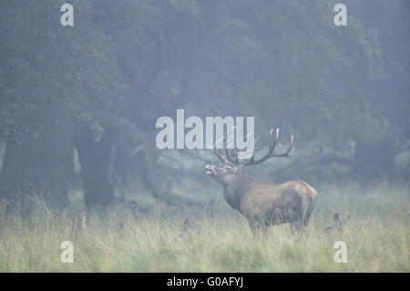 Red Deer stag profumazione tra cerve e croste Foto Stock