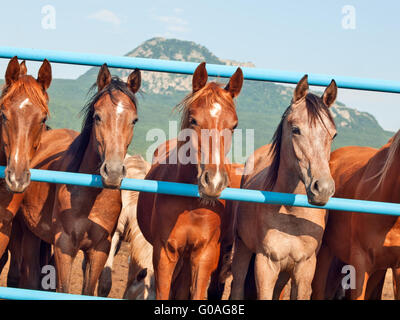 Allevamento di giovani arabian fillies a sfondo di montagna Foto Stock