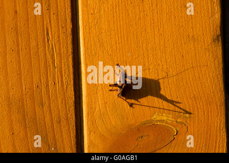 Il Cricket e la sua ombra sulla superficie del legno Foto Stock