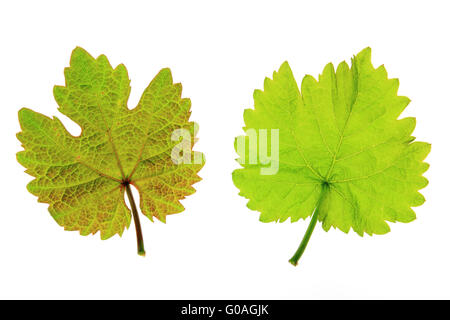 Foglie di vite (Vitis vinifera) Foto Stock