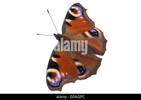 Farfalla pavone Foto Stock