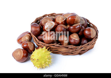 Le castagne isolati su sfondo bianco Foto Stock