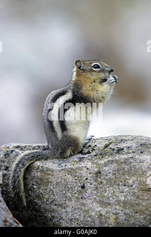 Golden-Massa mantled scoiattolo seduto su una roccia Foto Stock