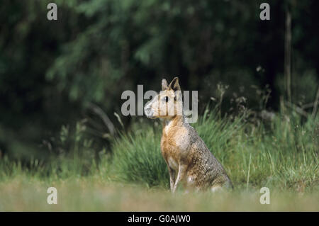 Femmina Cavy Patagonia seduti di fronte burrow Foto Stock