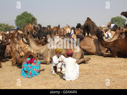 Pushkar Camel Fair - venditori di cammelli durante il festival Foto Stock