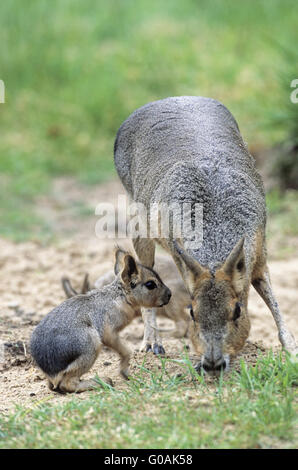 Femmina Mara Patagonia con youngs vicino al burrow Foto Stock