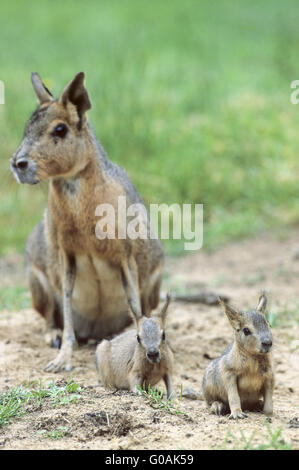 Femmina Mara Patagonia con youngs vicino al burrow Foto Stock